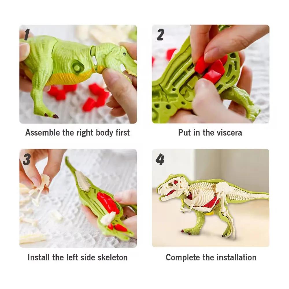 3D DIY Assembled Anatomy Dinosau Toys Children'S Assembly Animal Collectible Dinosaur Toy Anatomy Plastic Model Educational Kid