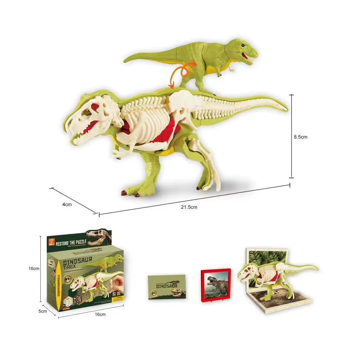 3D DIY Assembled Anatomy Dinosau Toys Children'S Assembly Animal Collectible Dinosaur Toy Anatomy Plastic Model Educational Kid