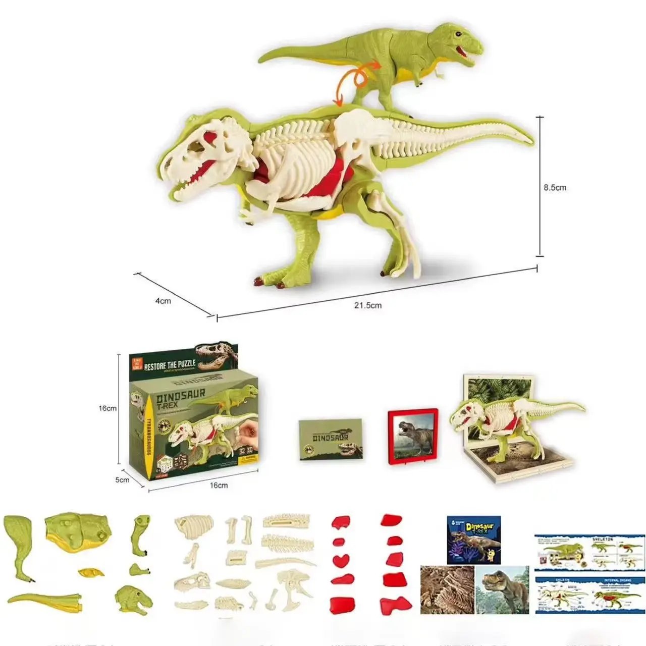 3D DIY Assembled Anatomy Dinosau Toys Children'S Assembly Animal Collectible Dinosaur Toy Anatomy Plastic Model Educational Kid