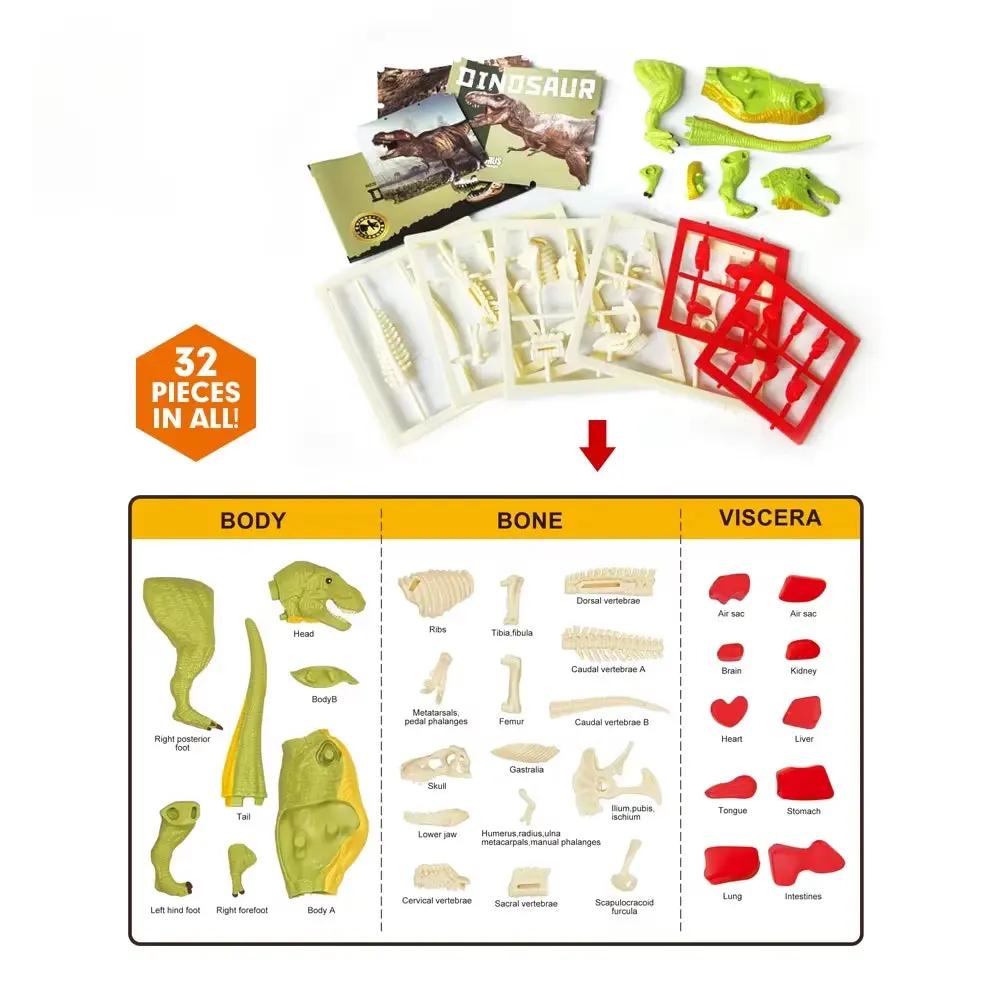 3D DIY Assembled Anatomy Dinosau Toys Children'S Assembly Animal Collectible Dinosaur Toy Anatomy Plastic Model Educational Kid