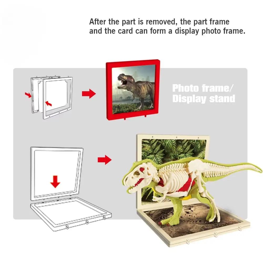 3D DIY Assembled Anatomy Dinosau Toys Children'S Assembly Animal Collectible Dinosaur Toy Anatomy Plastic Model Educational Kid
